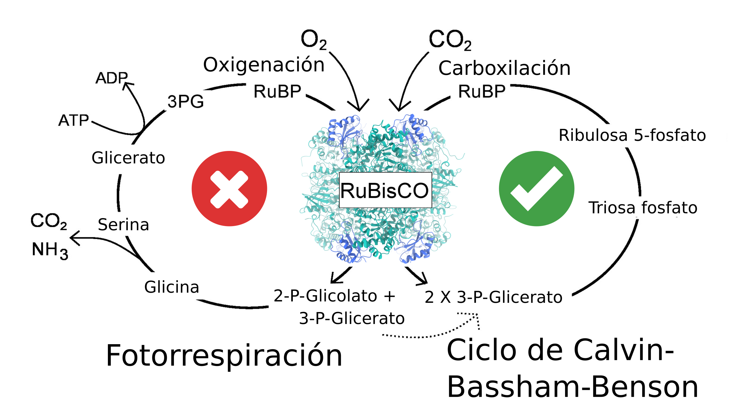 RuBisCO catalytic pathways